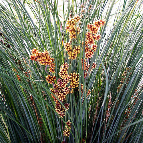Lomandra confertifolia spp.rubiginosa Seascape - Image 4