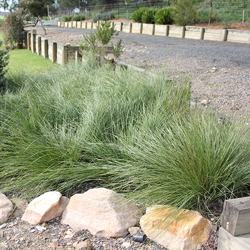 Lomandra fluviatilis 'ABU7' Shara™ - Image 2