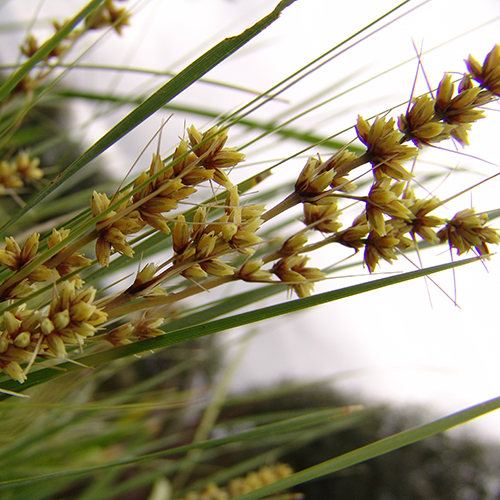 Lomandra fluviatilis 'ABU7' Shara™ - Image 3