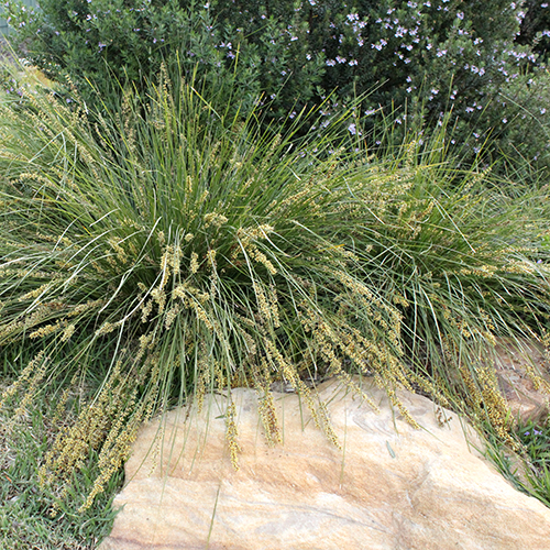 Lomandra fluviatilis 'ABU7' Shara™ - Image 4