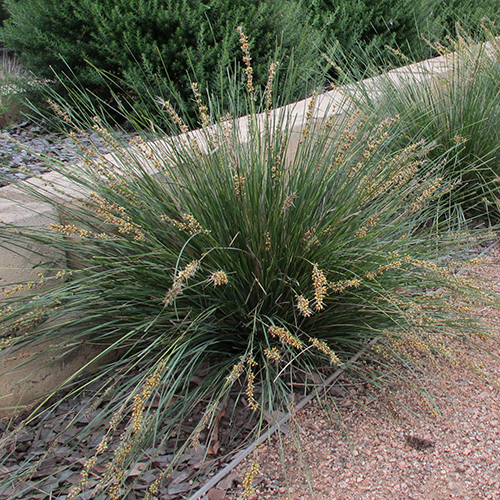 Lomandra fluviatilis 'ABU7' Shara™