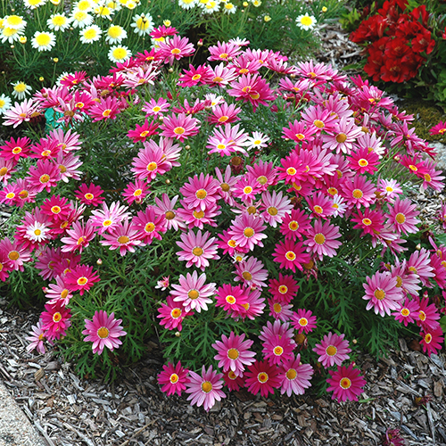 Sublime Pink - Image 2