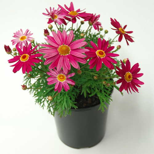 Sublime Pink - Image 3