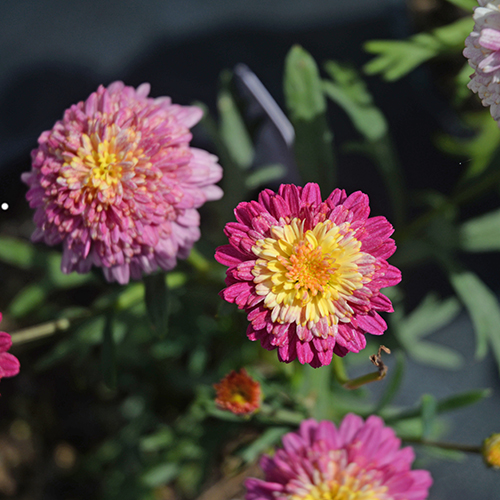 Sunrise Pink - Image 2