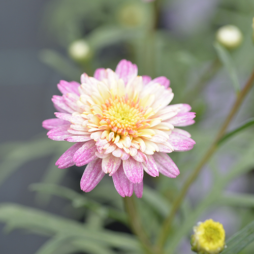 Sunrise Pink - Image 3