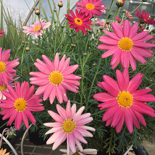 Super Chameleon - Image 2