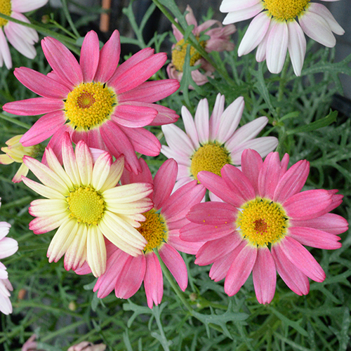 Super Chameleon - Image 3