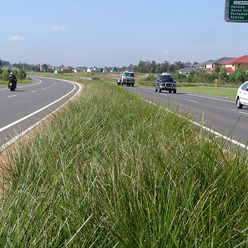 Lomandra longifolia 'LM300' Tanika® - Image 2