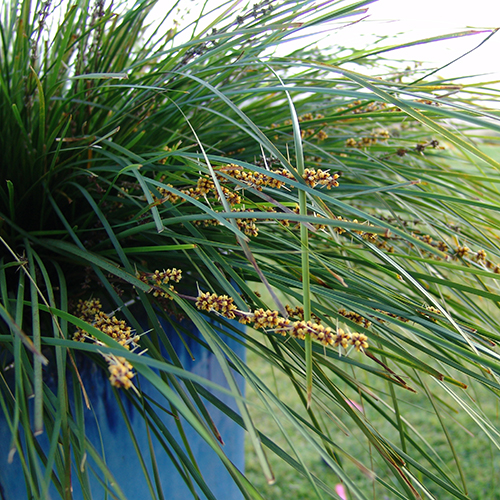 Lomandra longifolia 'LM300' Tanika® - Image 3