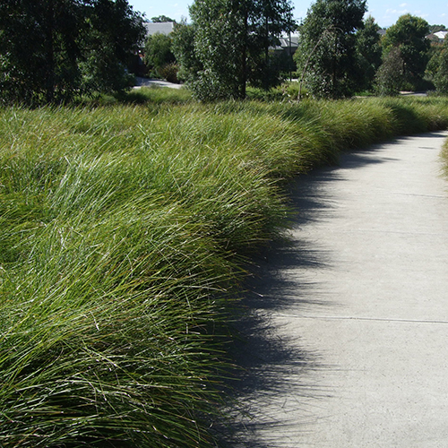 Lomandra longifolia 'LM300' Tanika® - Image 4