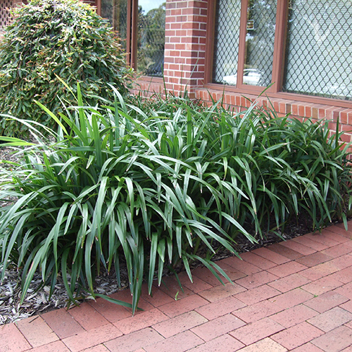Dianella tasmanica 'TR20' Tasred® - Image 2
