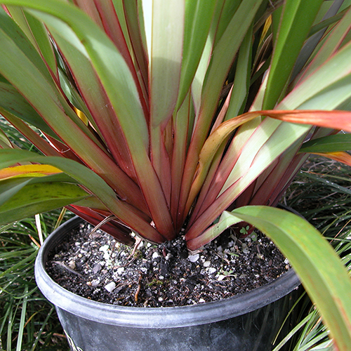 Dianella tasmanica 'TR20' Tasred® - Image 3