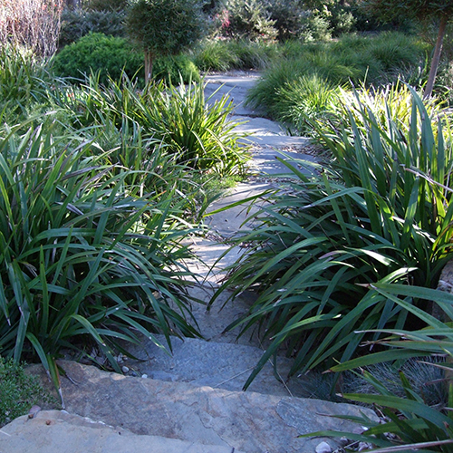 Dianella tasmanica 'TR20' Tasred® - Image 4