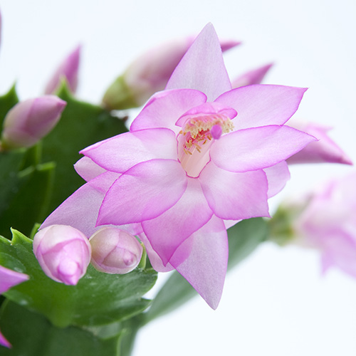 Vila Velha - Image 2