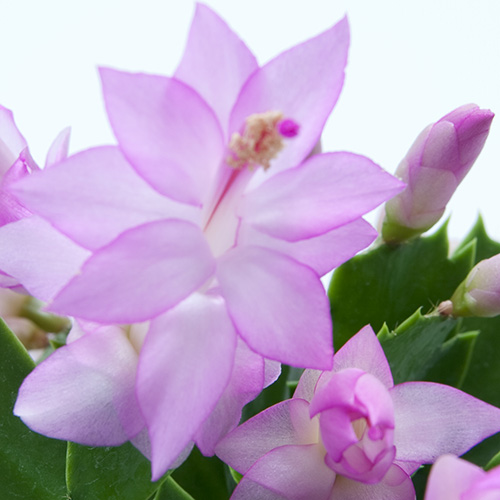 Vila Velha - Image 3